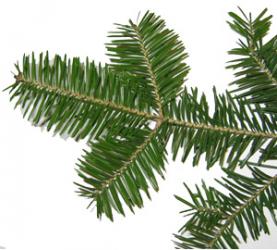 Balsam Fir Reed Diffuser Oil