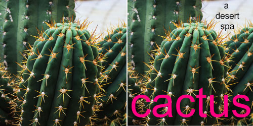 Custom Printed Self-Stick Label - Cactus