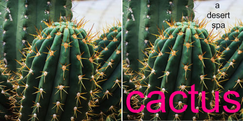 cactus.jpg