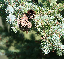 Canadian Spruce Reed Diffuser Oil