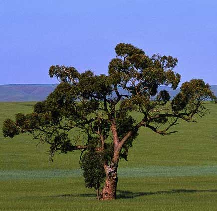 eucalyptus reed diffuser oil