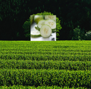 Green tea and cucomber reed diffuser oil