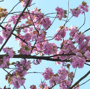 Japanese cherry blossom reed diffuser oil