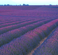 Lavender Reed Diffuser Oil