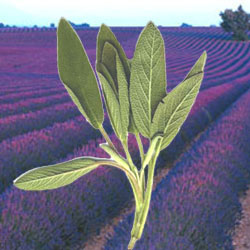 Lavender Sage Reed Diffuser Oil