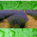 lavender rain reed diffuser oil