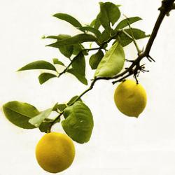 lemon tree reed diffuser oil