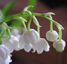 lily of the valley reed diffuser oil