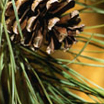 Northwoods Pine Reed Diffuser Oil