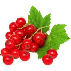 Red Currant Reed Diffuser Oil