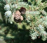 canadian-spruce-reed-diffuser-oil