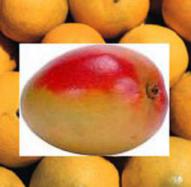 mango mandarin reed diffuser oil