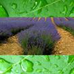 Lavender rain reed diffuser oil
