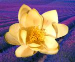 lotus-flower-and-lavender-reed-diffuser-oil.jpg