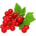 red-currant.jpg