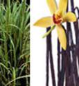 Vanilla Lemongrass Reed Diffuser Oil