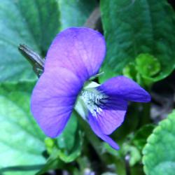 spring violet reed diffuser oil