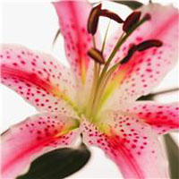 Stargazer Lily