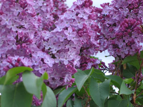 lilac blossom reed diffuser oil