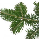 Balsam fir