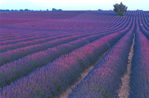 lavender reed diffuser oil