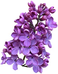 lilac blossom reed diffuser oil