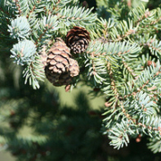 Canadian Spruce