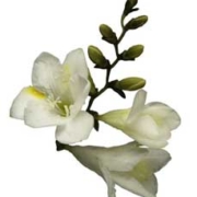 Freesia